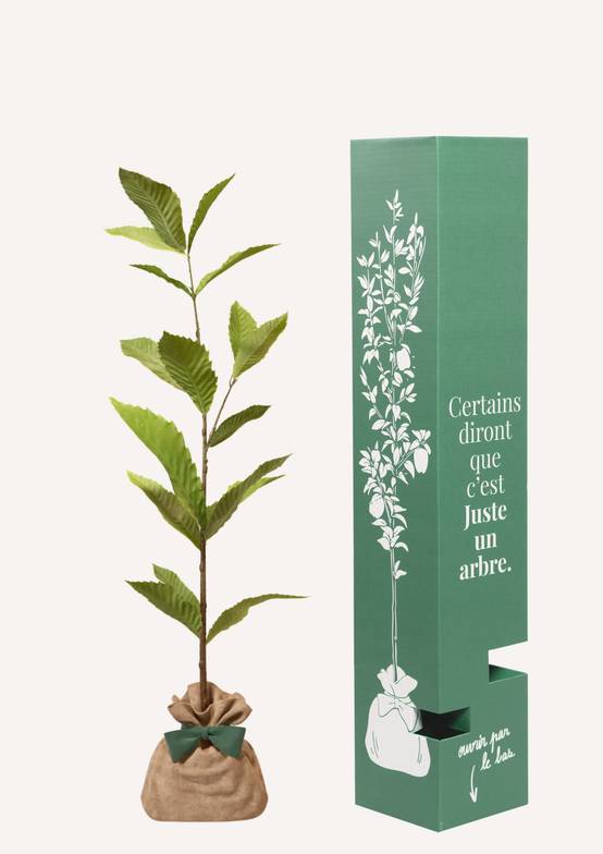 JUSTE UN ARBRE. – Châtaignier commun | Idée cadeau pour naissance, mariage, anniversaire – Idéal pour grands jardins. - Image 2