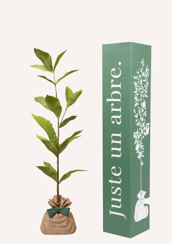 JUSTE UN ARBRE. – Châtaignier commun | Idée cadeau pour naissance, mariage, anniversaire – Idéal pour grands jardins. - Image 1