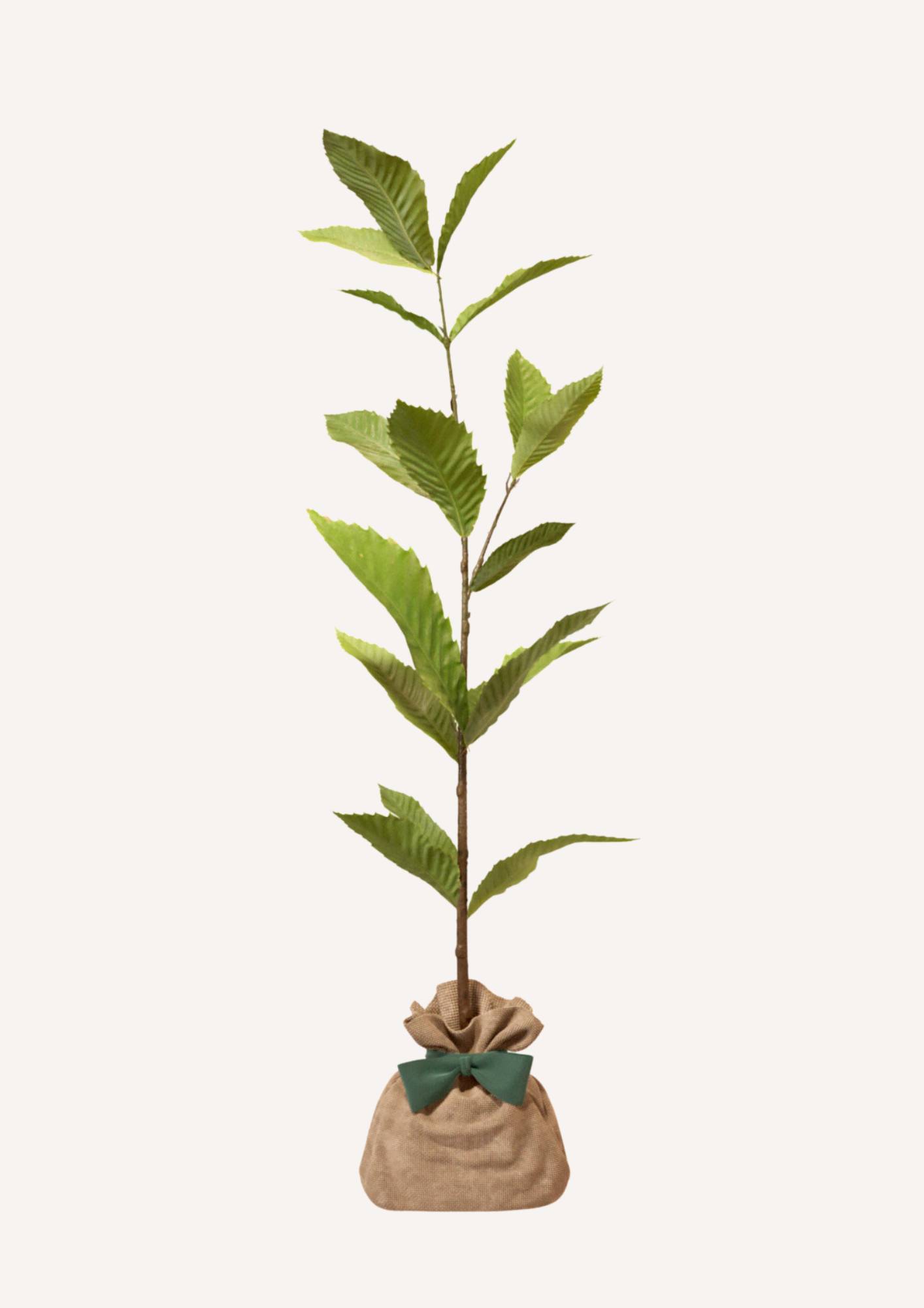 JUSTE UN ARBRE. – Châtaignier commun | Idée cadeau pour naissance, mariage, anniversaire – Idéal pour grands jardins. - Image 3