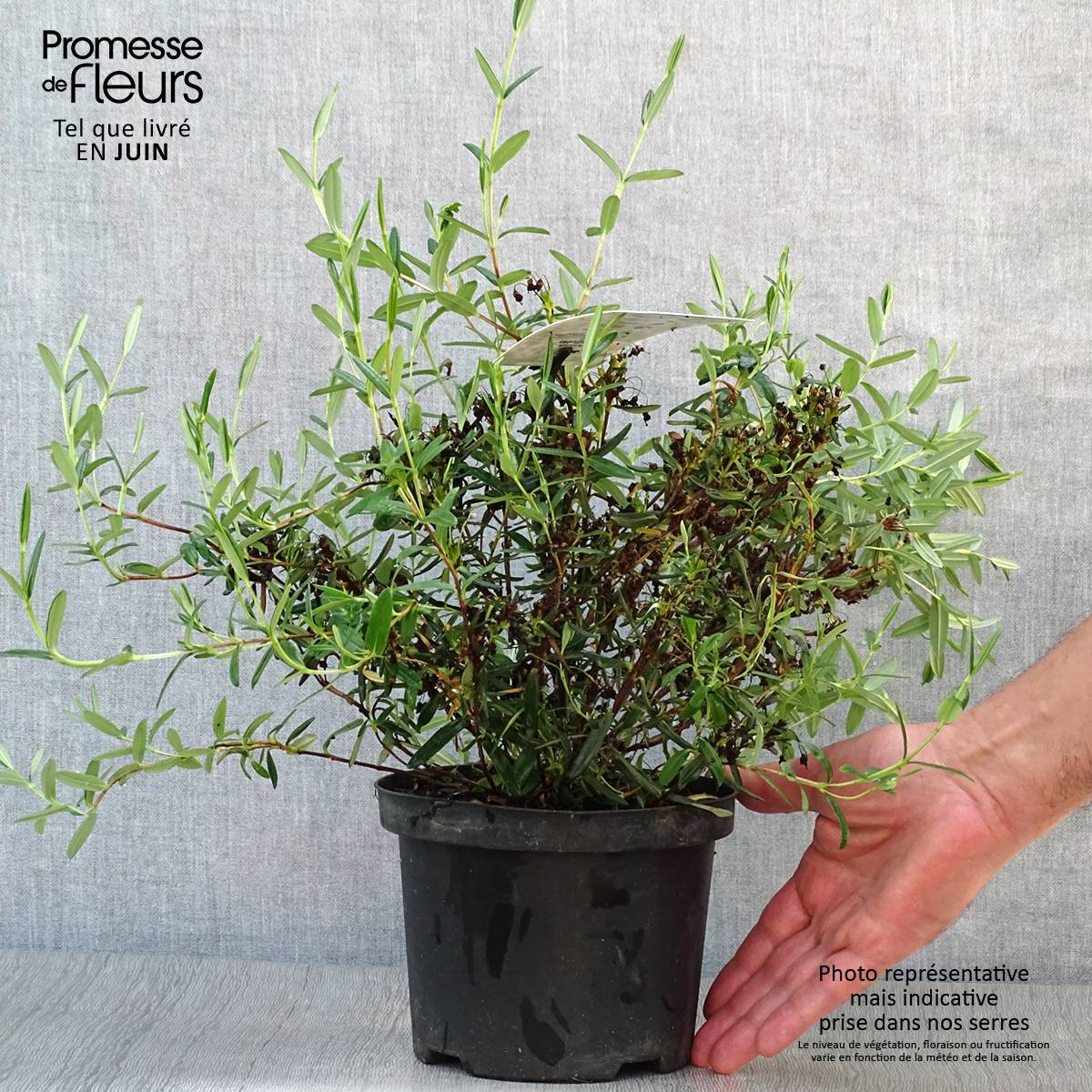 Promesse de Fleurs - Kalmia polifolia - Laurier des montagnes à feuilles d'andromède Pot de 2L/3L - Image 2