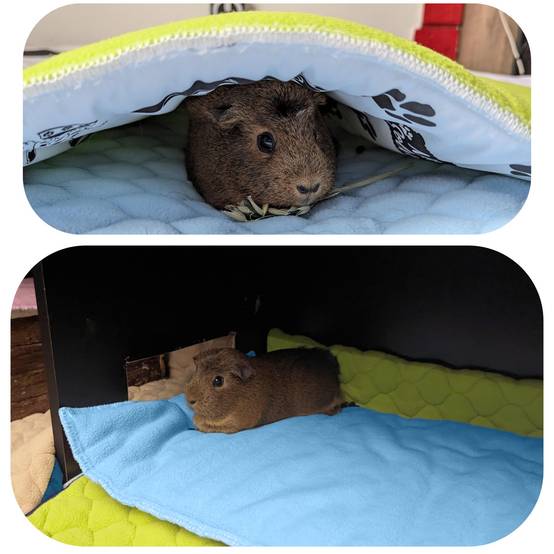 Lot de 2 - Tapis pour Cochon d'inde et Lapin en Polaire 105 x 70 cm - Polaire Absorbant, Lavable en Machine, Economique - Neo Solvo - Image 3