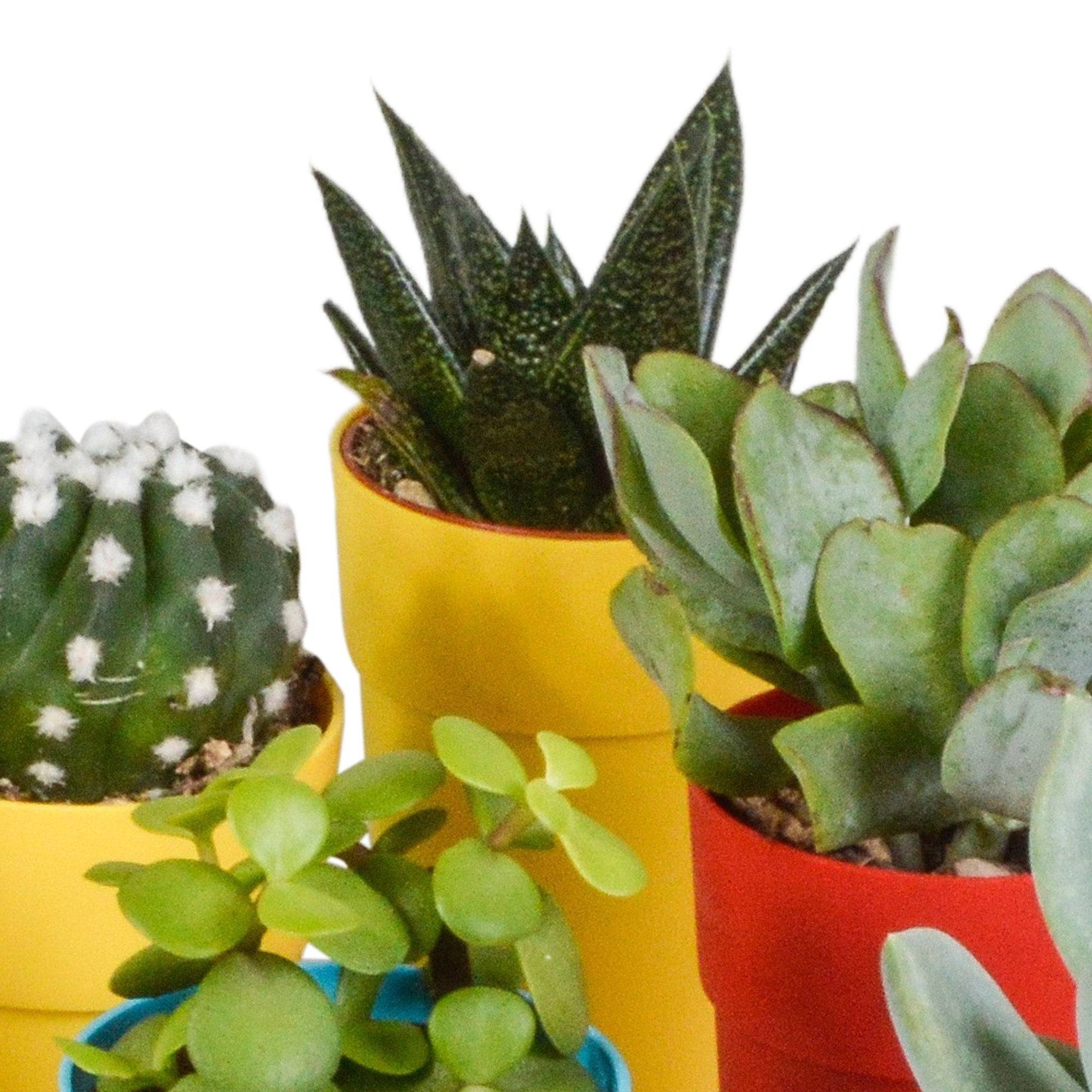 Mix de 15 cactus et succulentes et leurs caches-pots colorés h13cm- La Green Touch - Image 3