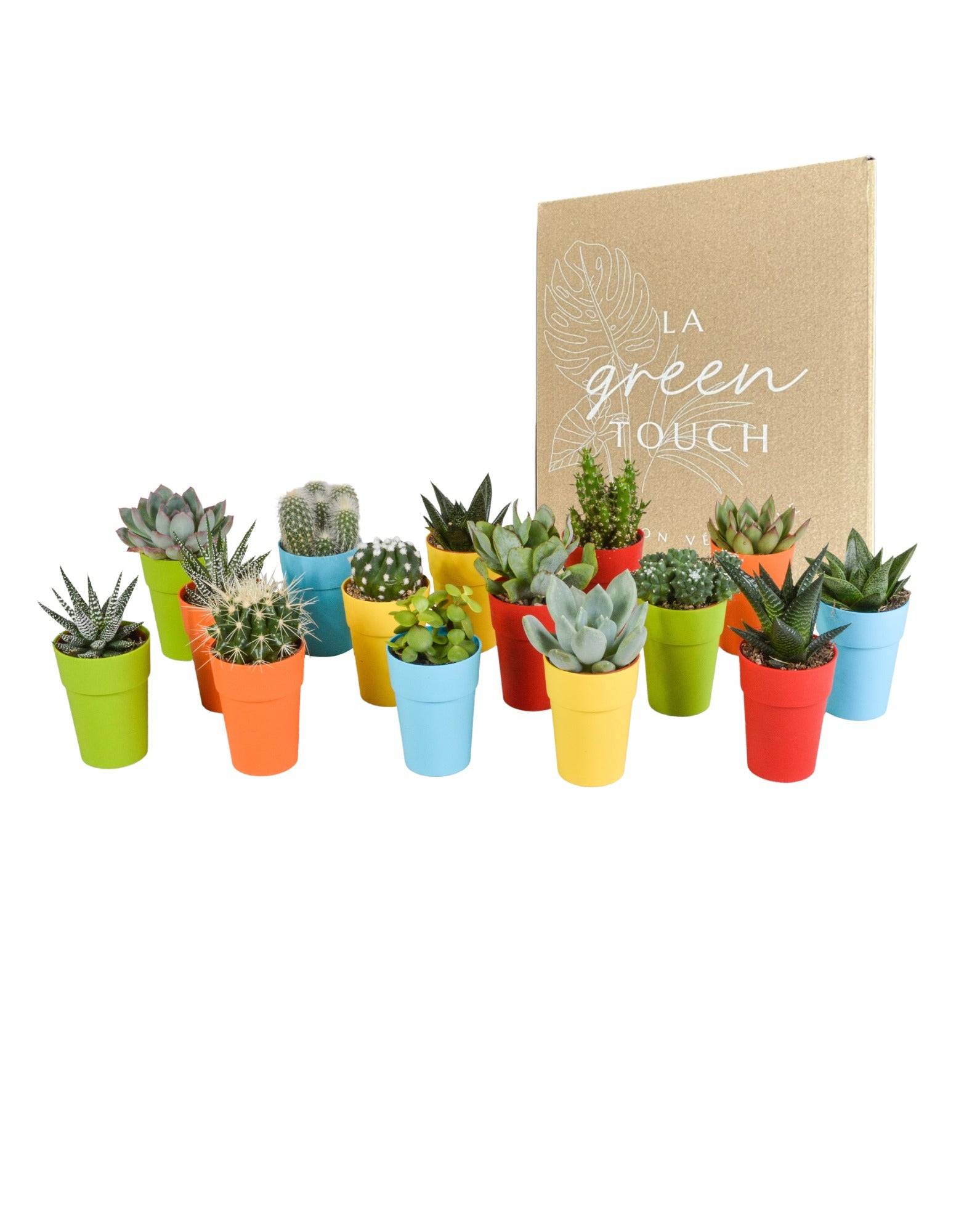 Mix de 15 cactus et succulentes et leurs caches-pots colorés h13cm- La Green Touch - Image 1