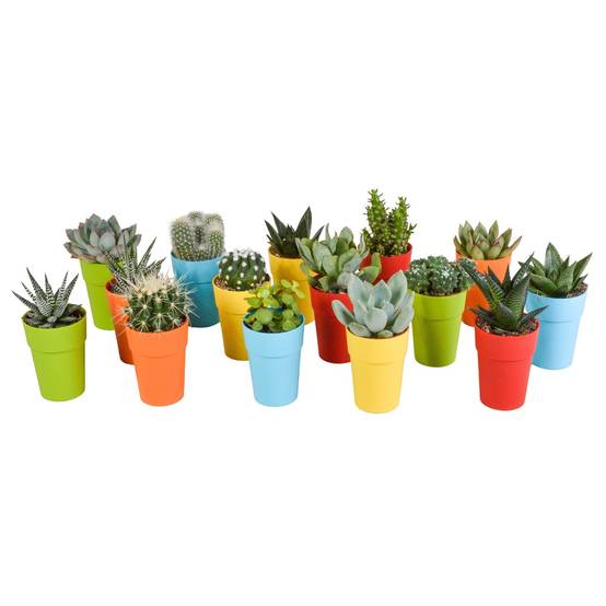 Mix de 15 cactus et succulentes et leurs caches-pots colorés h13cm- La Green Touch - Image 2