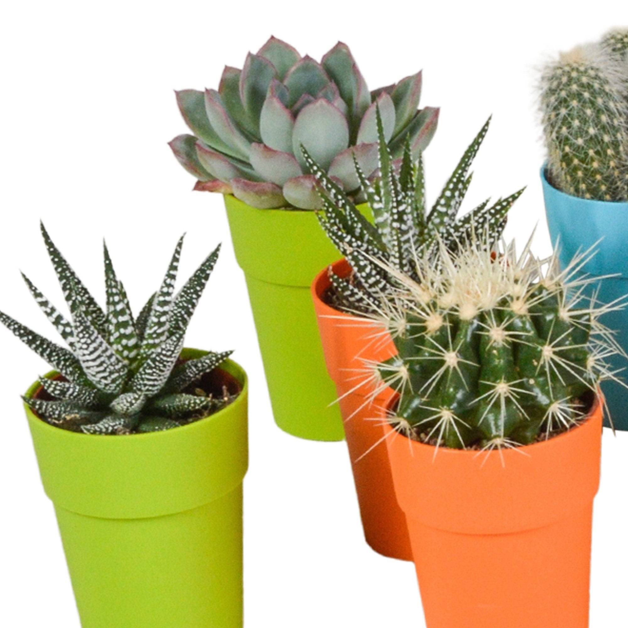 Mix de 15 cactus et succulentes et leurs caches-pots colorés h13cm- La Green Touch - Image 4