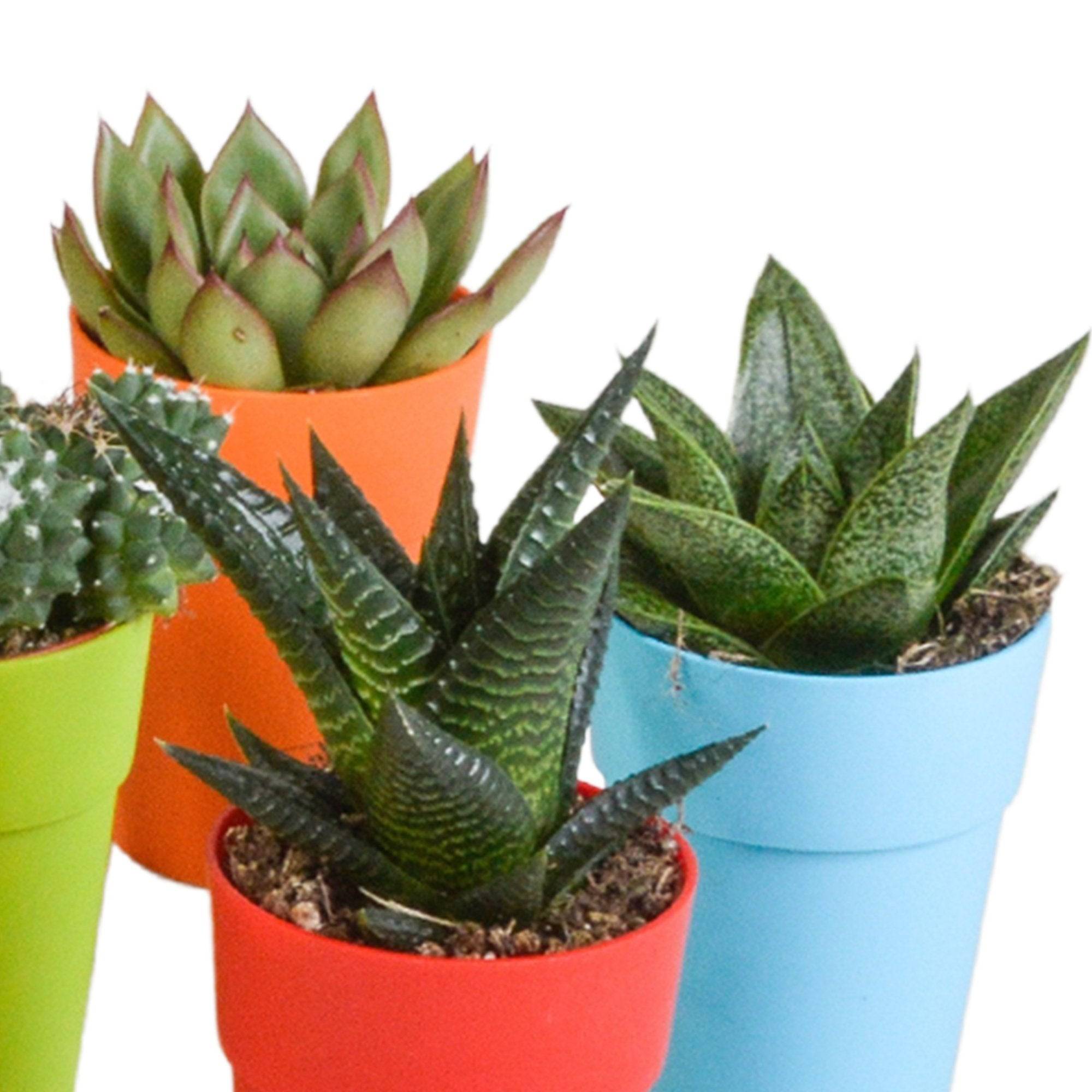 Mix de 15 cactus et succulentes et leurs caches-pots colorés h13cm- La Green Touch - Image 7