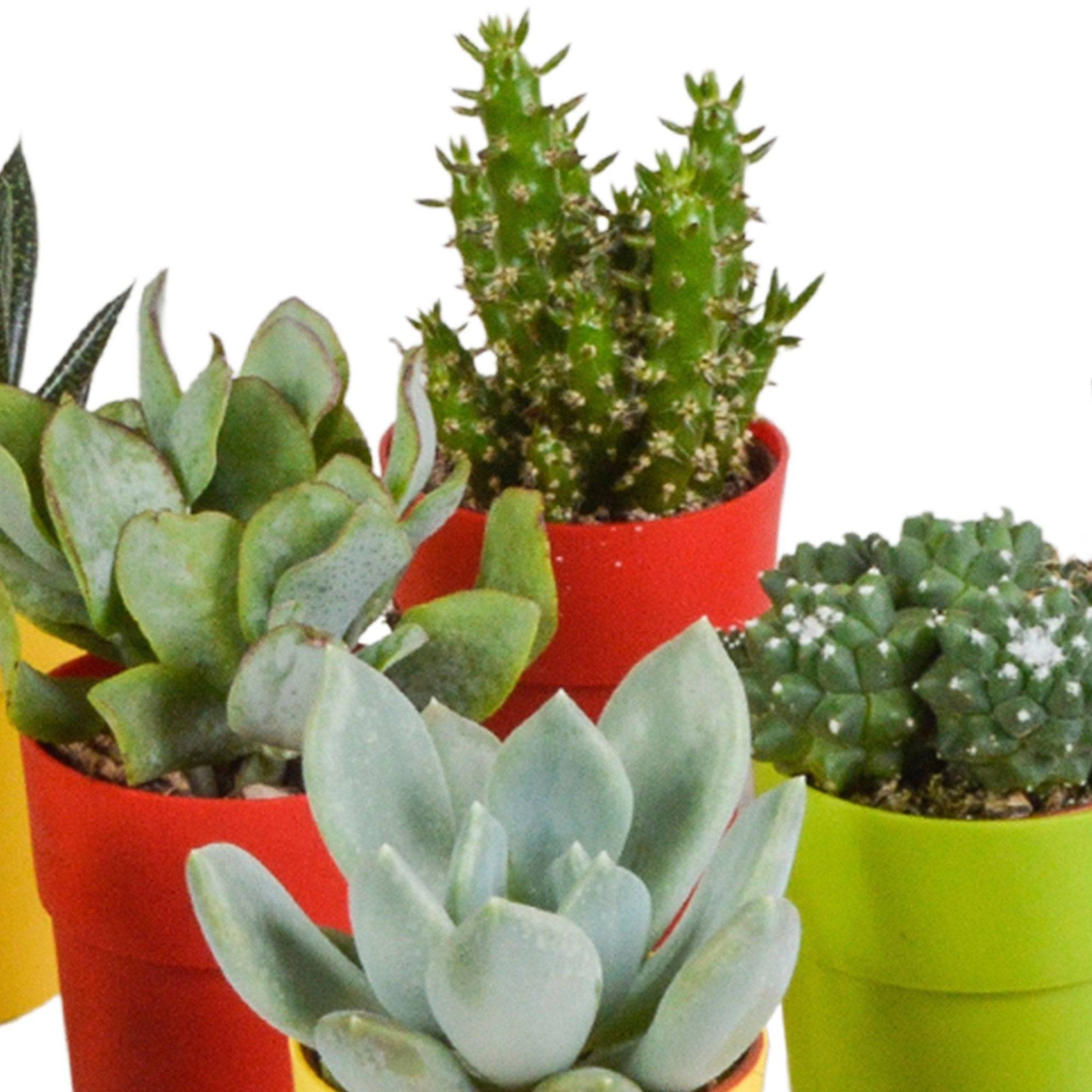 Mix de 15 cactus et succulentes et leurs caches-pots colorés h13cm- La Green Touch - Image 6