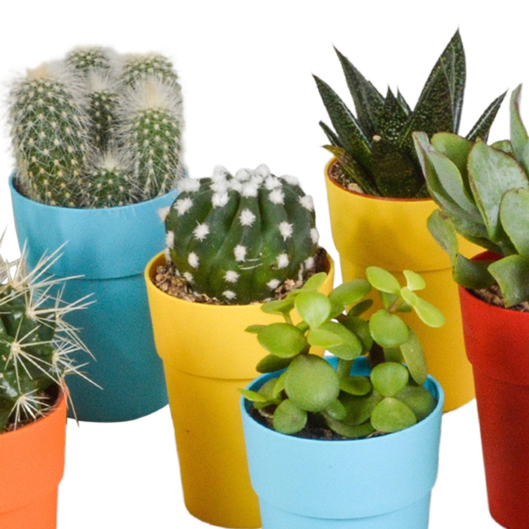 Mix de 15 cactus et succulentes et leurs caches-pots colorés h13cm- La Green Touch - Image 8