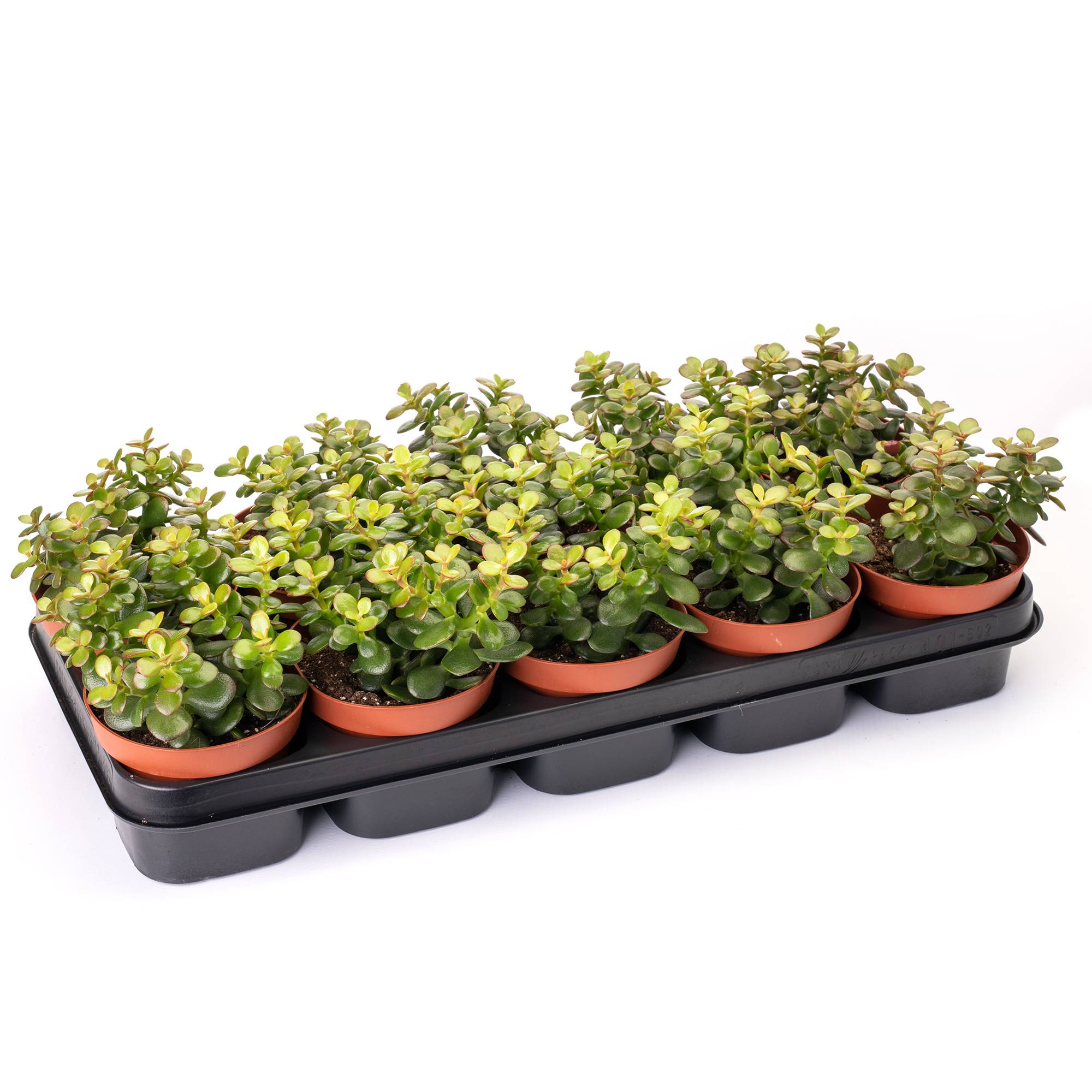 Gardenersdream - 1 X Crassula Minor Mini Arbuste De Jade Compact A Feuilles Persistantes En Pot - GardenersDream - Image 3