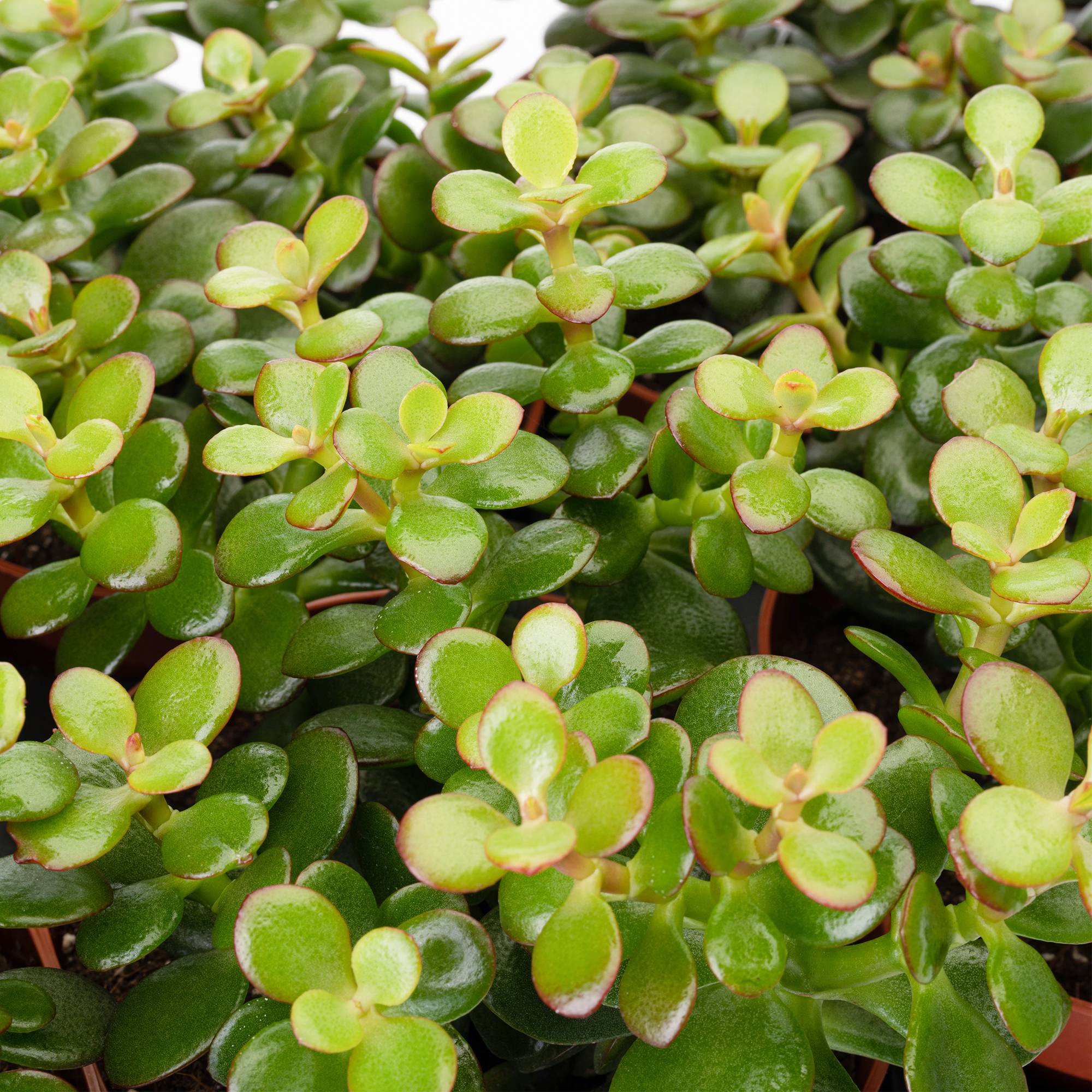 Gardenersdream - 1 X Crassula Minor Mini Arbuste De Jade Compact A Feuilles Persistantes En Pot - GardenersDream - Image 1