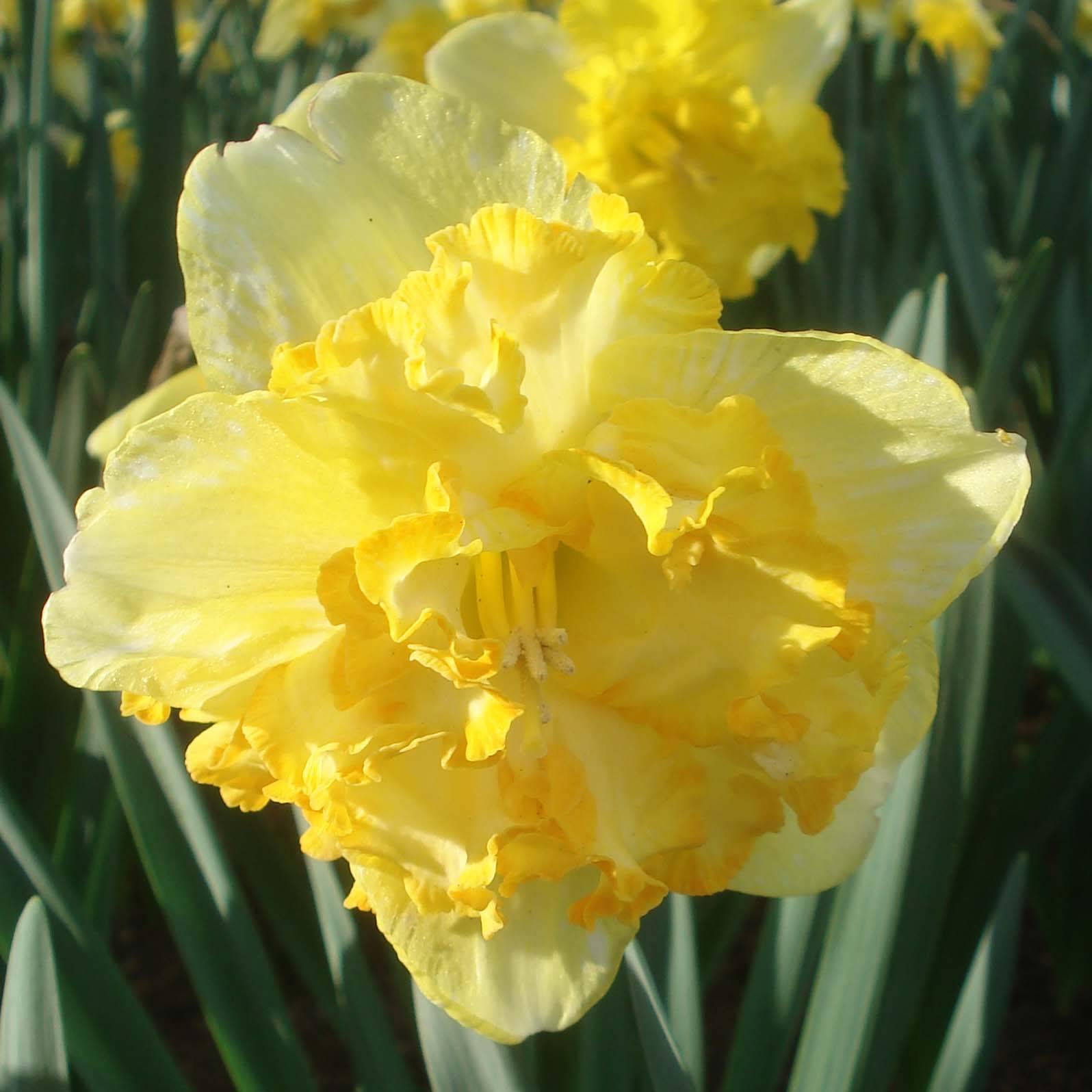 Promesse de Fleurs - Narcisse Blazing Starlet Bulbe calibre 14+ (par 5)