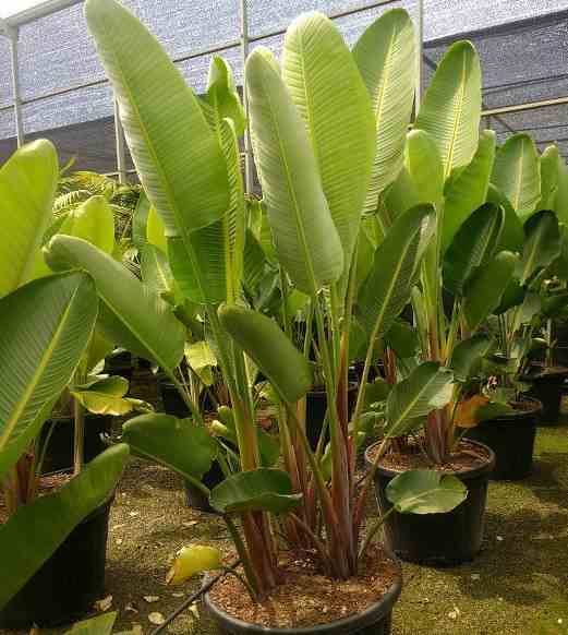 Sans Marque - Strelitzia augusta ou strelitzia alba (Oiseaux du paradis géant) Taille:Pot de 7 litres ? 100/120 cm - Couleur floraison:blanc et bleu - Image 5