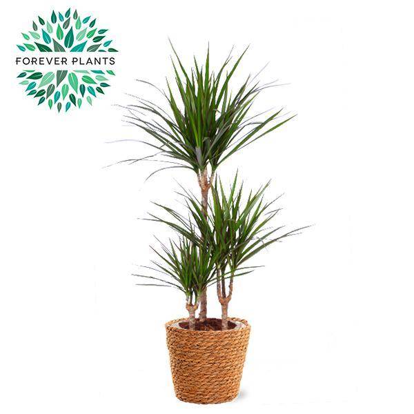 Dracaena Marginata - D21 H95cm