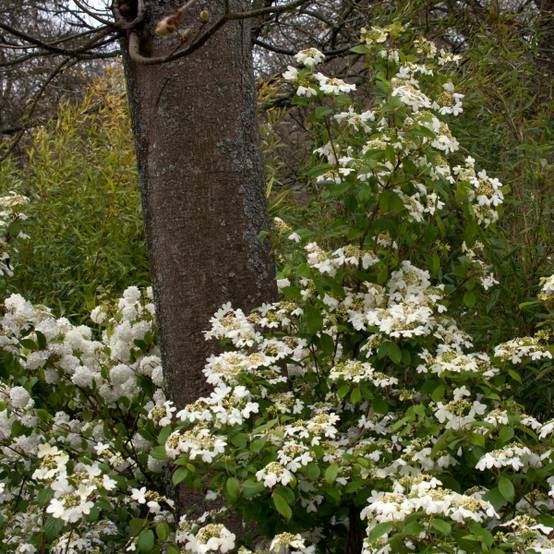 Viorne - Viburnum plicatum Watanabe Pot de 12L/15L - Image 1