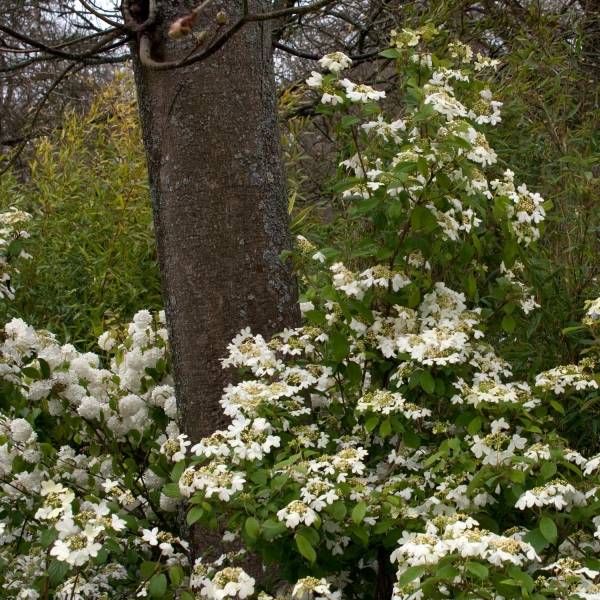 Viorne - Viburnum plicatum Watanabe Pot de 12L/15L - Image 1