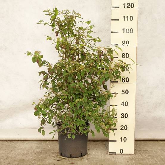Viorne - Viburnum plicatum Watanabe Pot de 12L/15L - Image 2