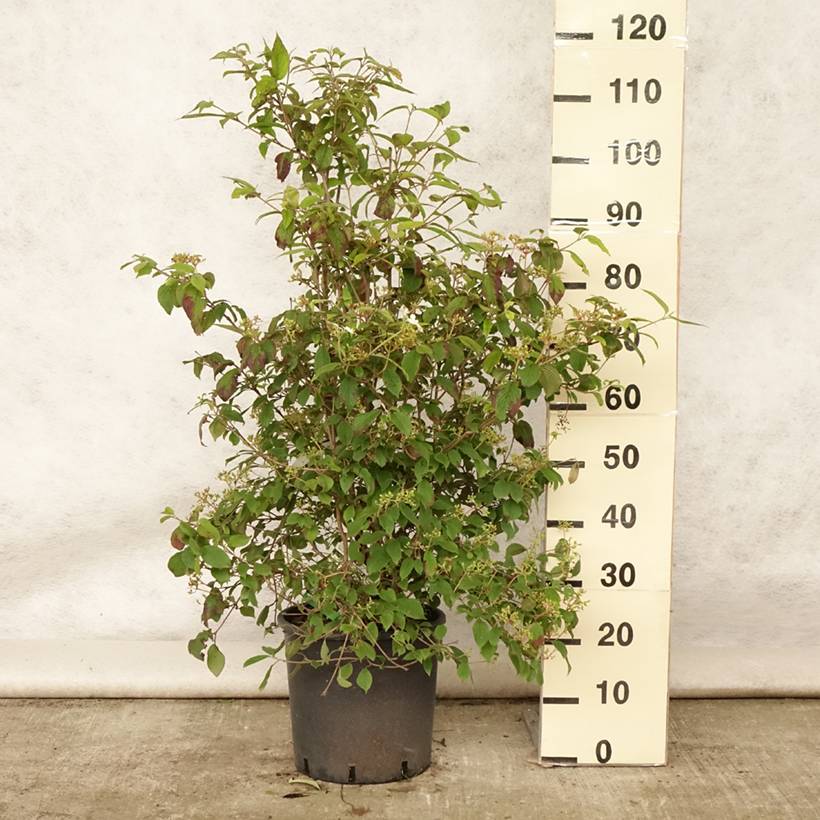 Viorne - Viburnum plicatum Watanabe Pot de 12L/15L - Image 2