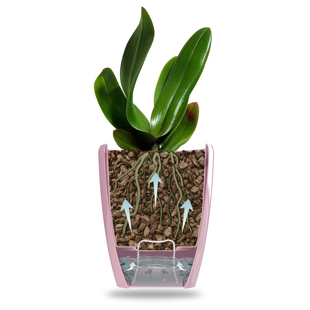 Gt Garden - Lot de 3 pots pour orchidées avec réserve d'eau - Dali-dea pourpre 2 litres - GT GARDEN - Image 2