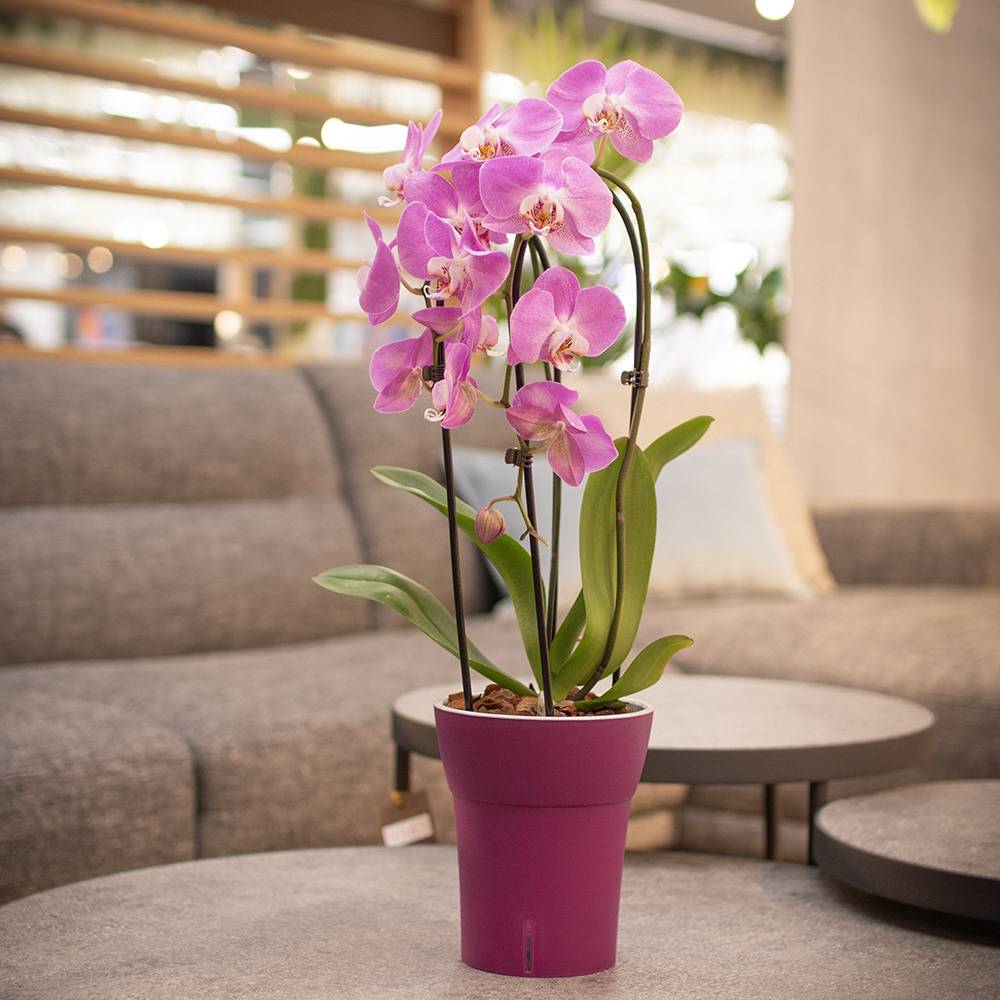 Gt Garden - Lot de 3 pots pour orchidées avec réserve d'eau - Dali-dea pourpre 2 litres - GT GARDEN - Image 5