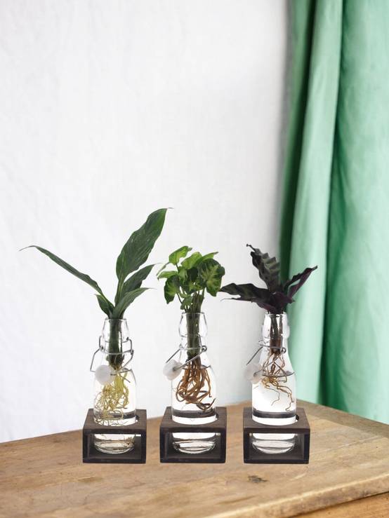 Trio de Boutures en Bouteille en Verre et Socle Noire - H25cm