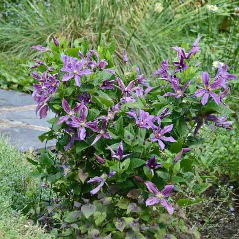 Clématite SAPHYRA® Estrella 'Cleminov27' à fleurs Violette - feuillage Caduc - Pot de 1,5L - Tuteur bambou 30/60 cm-  hauteur à maturité De 1,00 m à 1 - Image 6