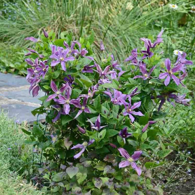 Clématite SAPHYRA® Estrella 'Cleminov27' à fleurs Violette - feuillage Caduc - Pot de 1,5L - Tuteur bambou 30/60 cm-  hauteur à maturité De 1,00 m à 1 - Image 5