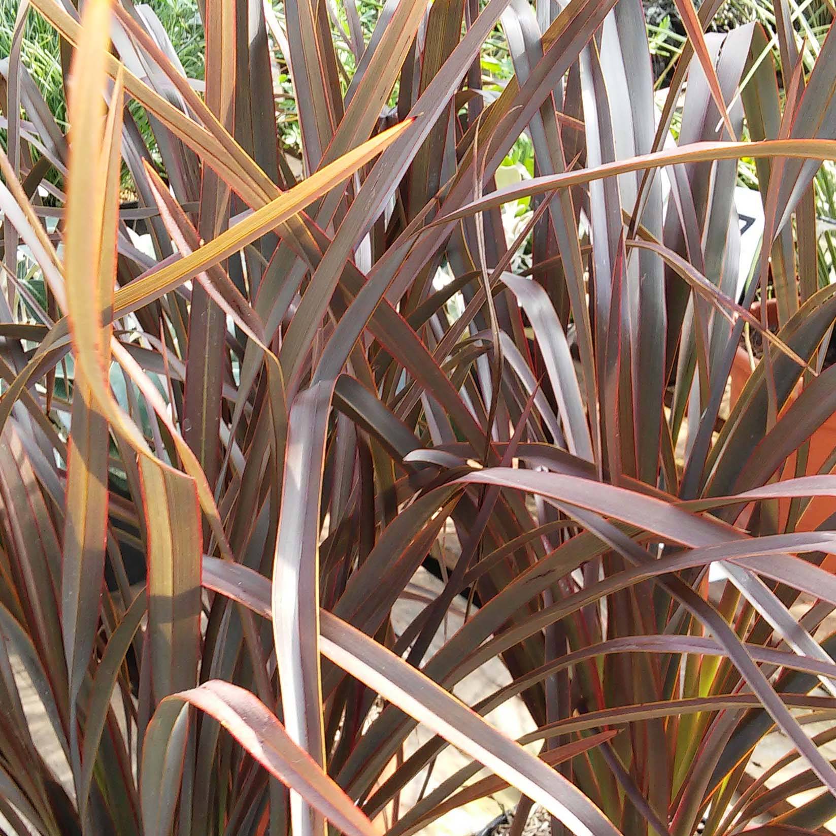 Phormium tenax Purpureum - Lin de Nouvelle-Zélande Pot de 2L/3L