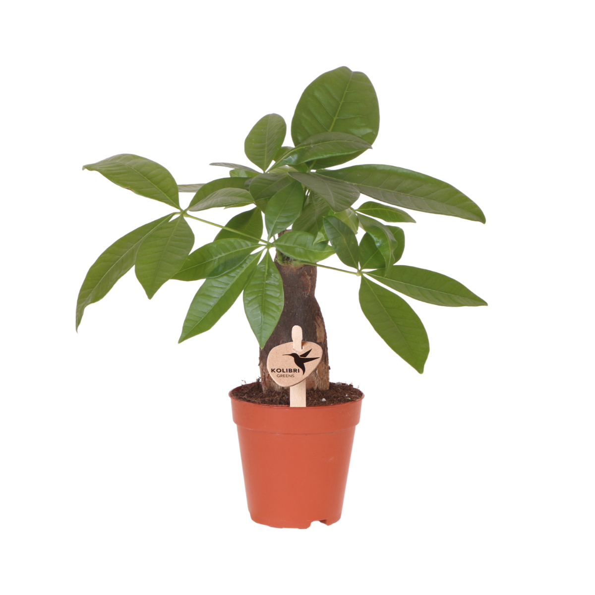 Pachira - Ø9cm - ↕30cm - Plantes d’intérieur - Image 1