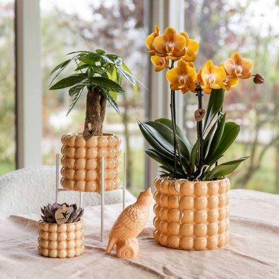 Pachira - Ø9cm - ↕30cm - Plantes d’intérieur - Image 3