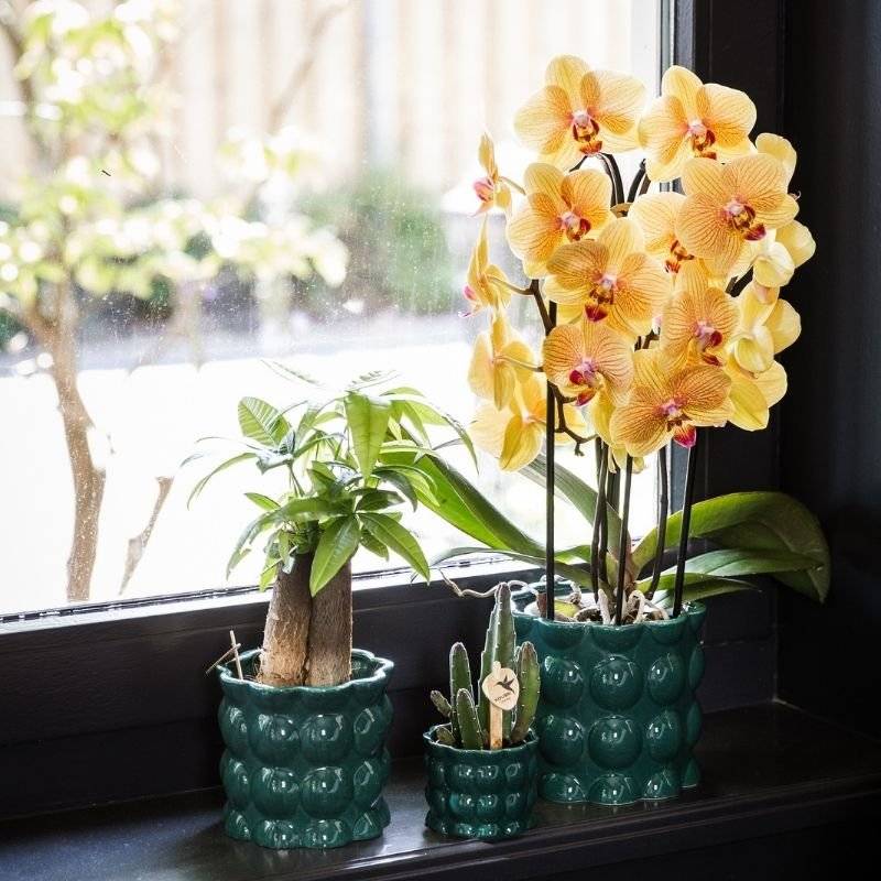 Pachira - Ø9cm - ↕30cm - Plantes d’intérieur - Image 2