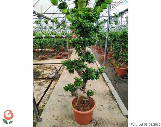 0 - Ficus microcarpa 'Compacta' Pot de 25L- 125/150cm - Image 2