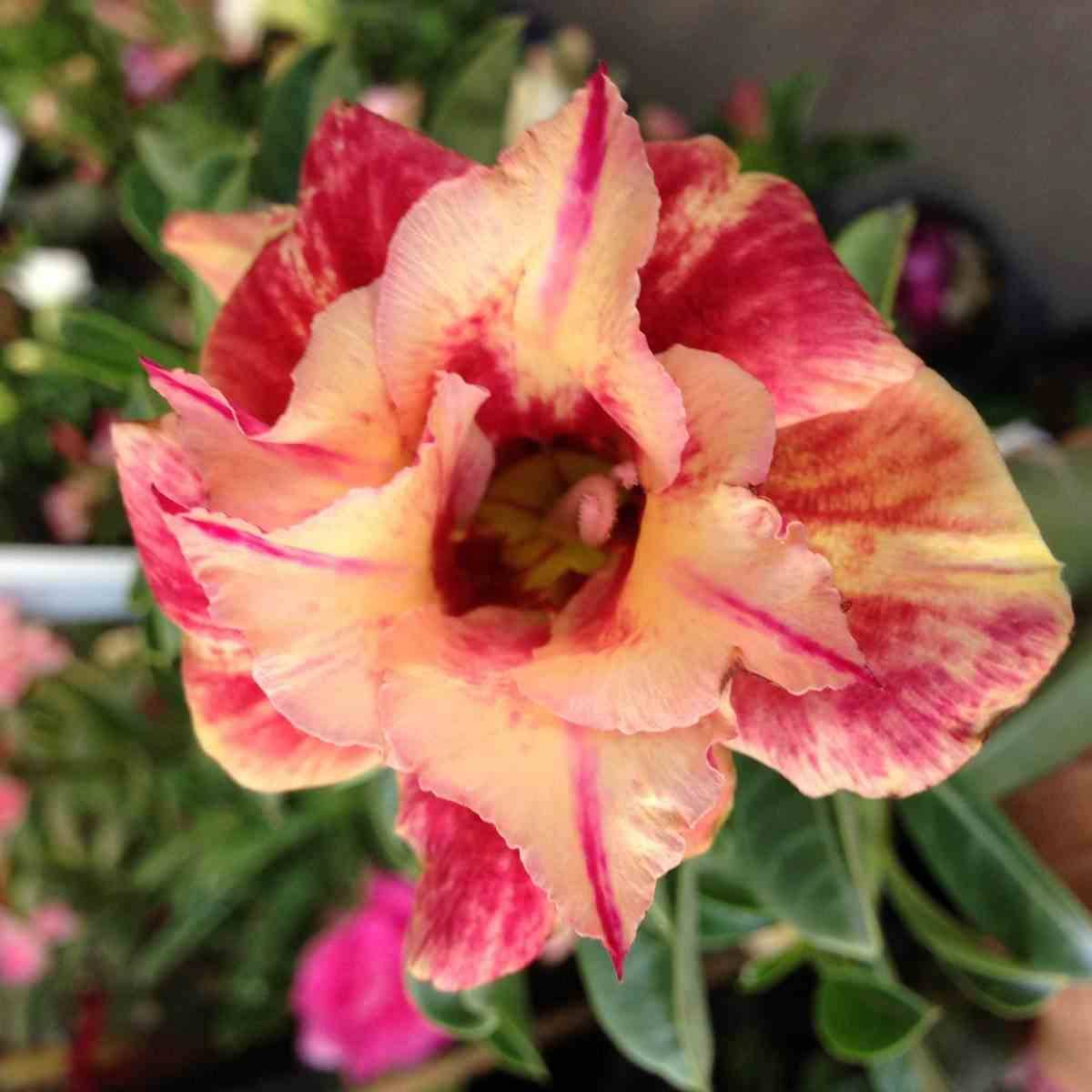 Sans Marque - Adenium obesum cv.Maree R Couleur floraison:Orange - Taille:Caudex d'environ 300g 20/25cm