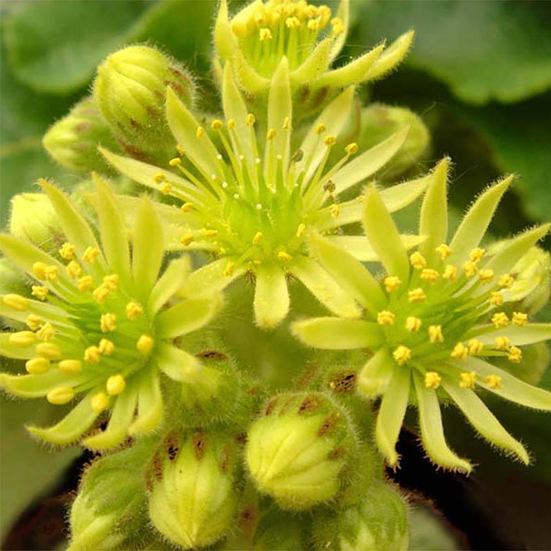 Promesse de Fleurs - Sempervivum ciliosum var. borisii - Joubarbe ciliée Godet de 8/9 cm