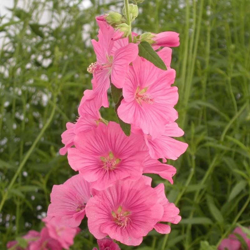 Lavatère Bredon Spring, Mauve en arbre, Lavatera à fleurs Rose - feuillage Caduc - Pot de 3L - 20/40 cm-  hauteur à maturité De 1,50 m à 2,00 m - Image 5
