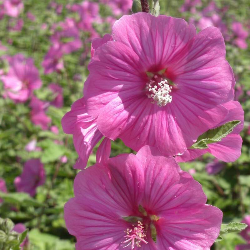 Lavatère Bredon Spring, Mauve en arbre, Lavatera à fleurs Rose - feuillage Caduc - Pot de 3L - 20/40 cm-  hauteur à maturité De 1,50 m à 2,00 m - Image 4