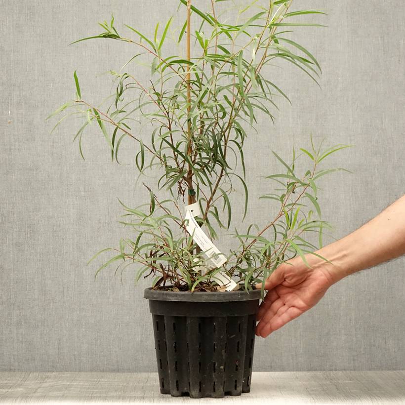 Eucalyptus approximans - Mallee de Barren Mountain Pot de 4L/5L, Pot anti-chignon - Image 2