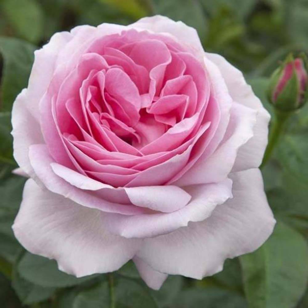 Promesse de Fleurs - Rosier à grandes fleurs Pink Eureka Pot de 4L/5L