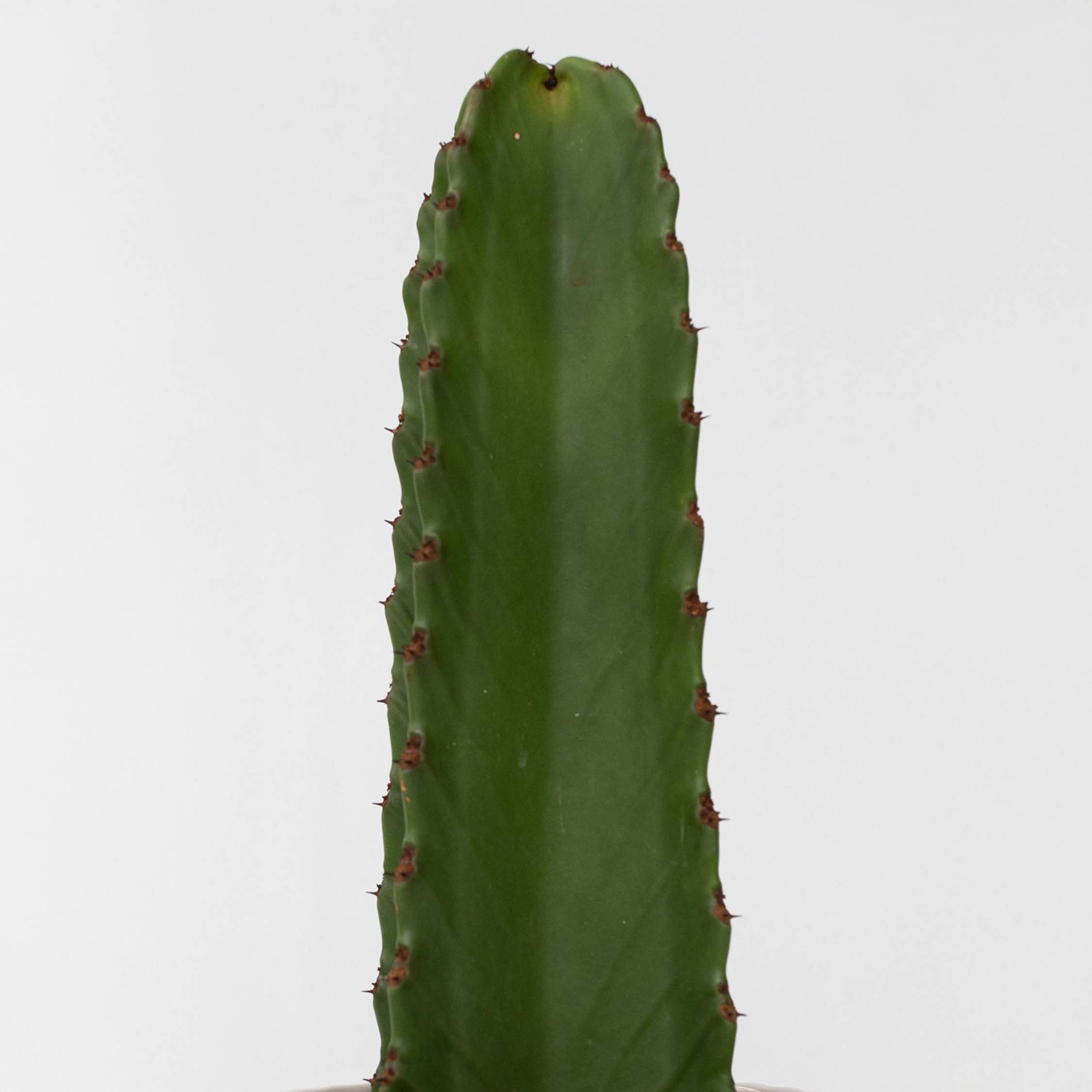 Euphorbe ingens - Euphorbia ingens - Hauteur 85-95cm - ⌀24cm - Image 5