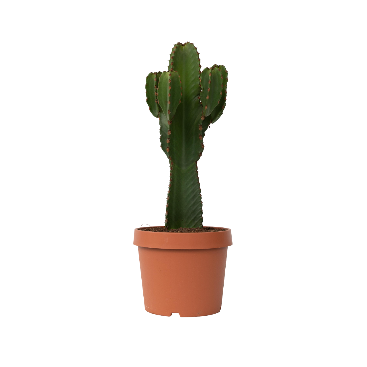 Euphorbe ingens - Euphorbia ingens - Hauteur 85-95cm - ⌀24cm - Image 1