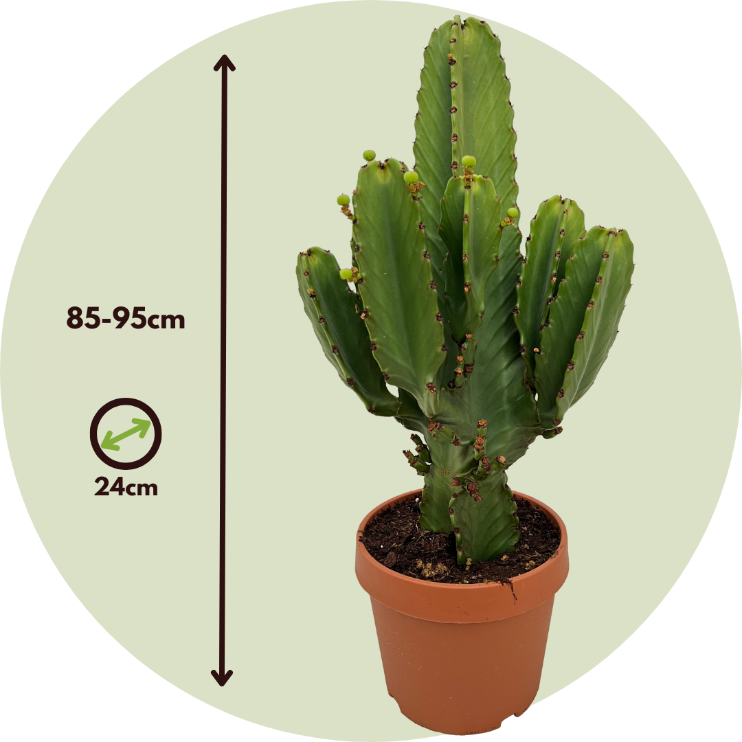 Euphorbe ingens - Euphorbia ingens - Hauteur 85-95cm - ⌀24cm - Image 6