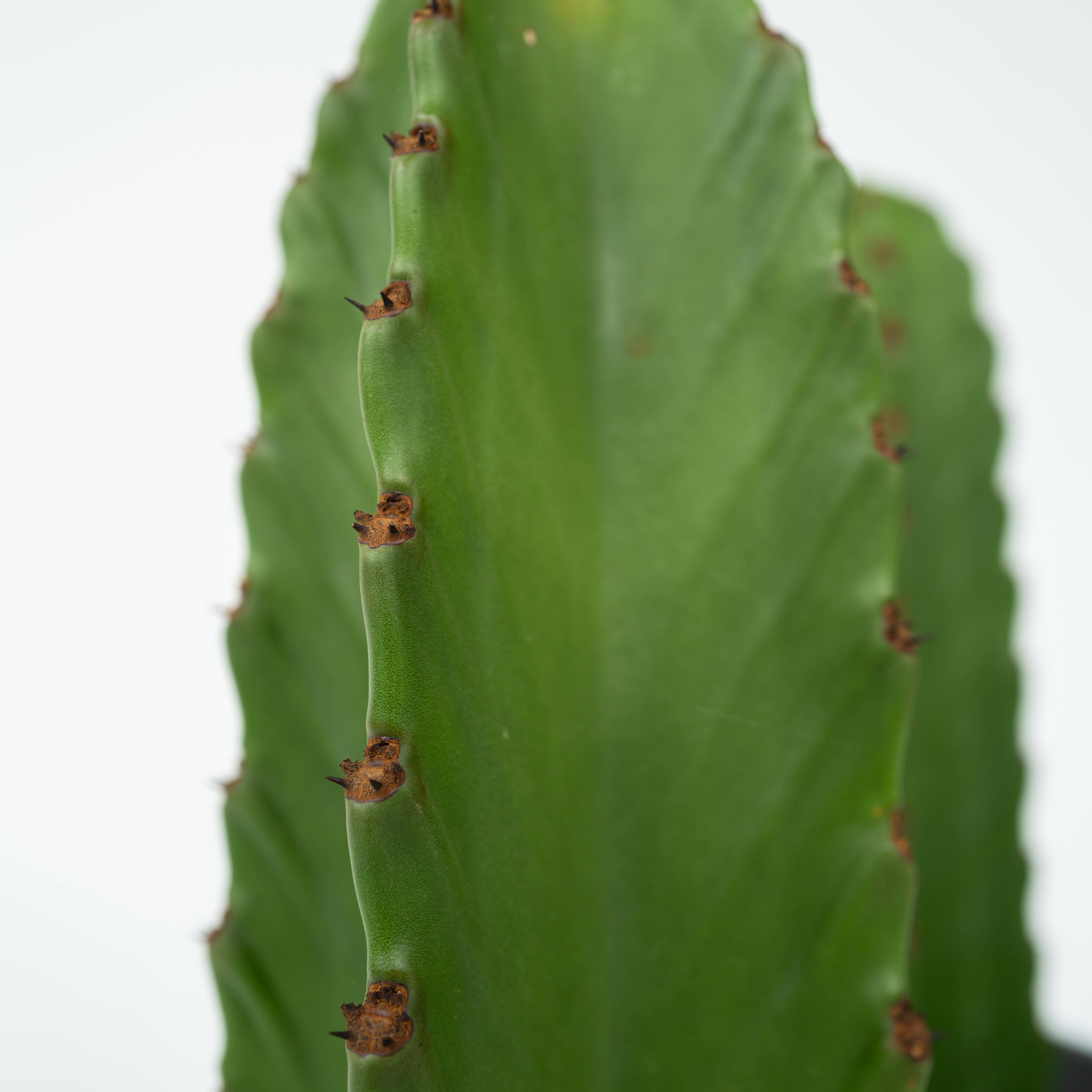Euphorbe ingens - Euphorbia ingens - Hauteur 85-95cm - ⌀24cm - Image 4