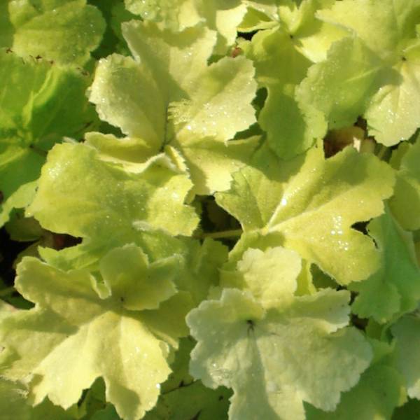 Promesse de Fleurs - Heuchère - Heuchera Citronelle Pot de 1,5L/2L