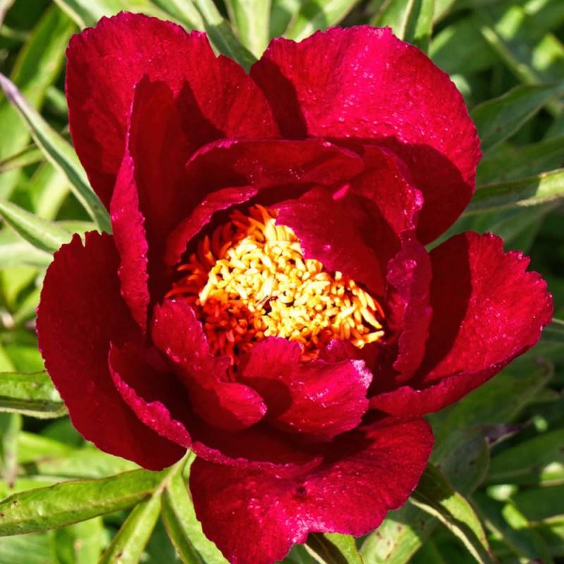 Pivoine herbacée Early Scout à fleurs Rouge/ - feuillage Caduc - Pot de 2L - 10/20 cm - Image 8