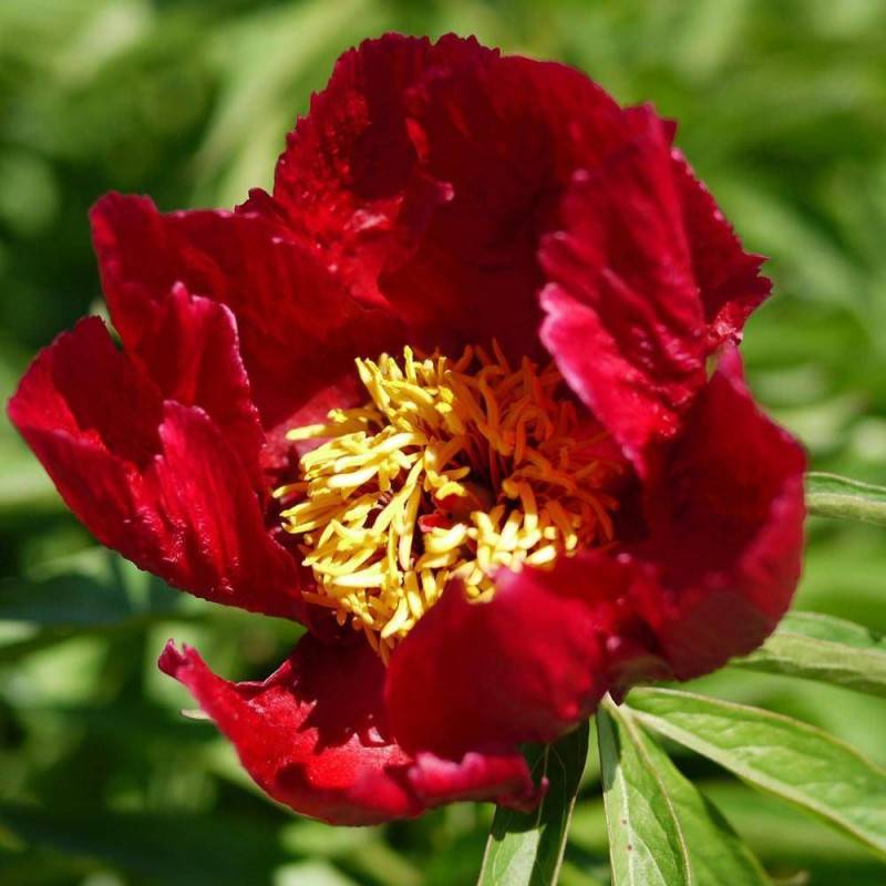 Pivoine herbacée Early Scout à fleurs Rouge/ - feuillage Caduc - Pot de 2L - 10/20 cm - Image 1