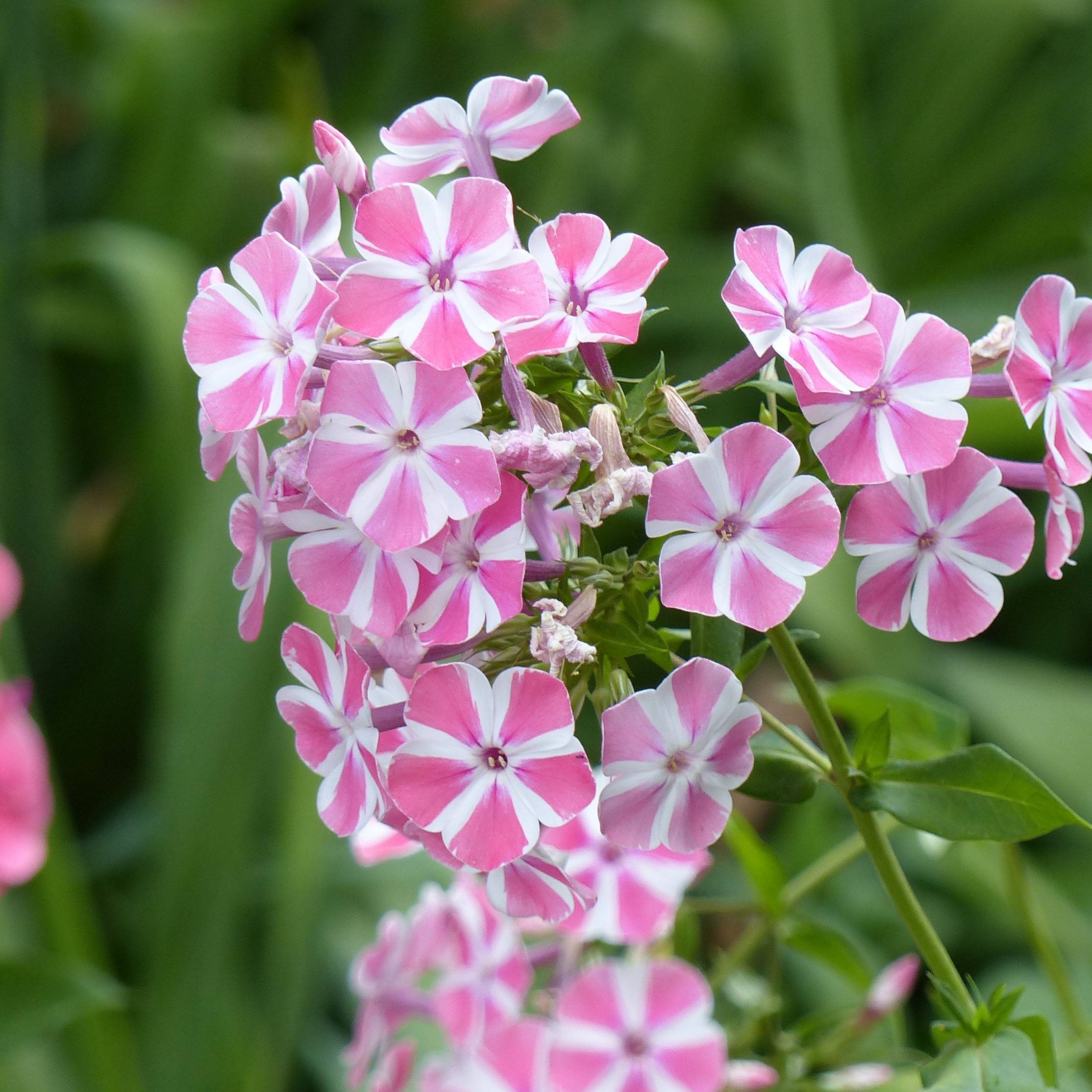 Promesse de Fleurs - Phlox paniculata Peppermint Twist Godet de 8/9 cm