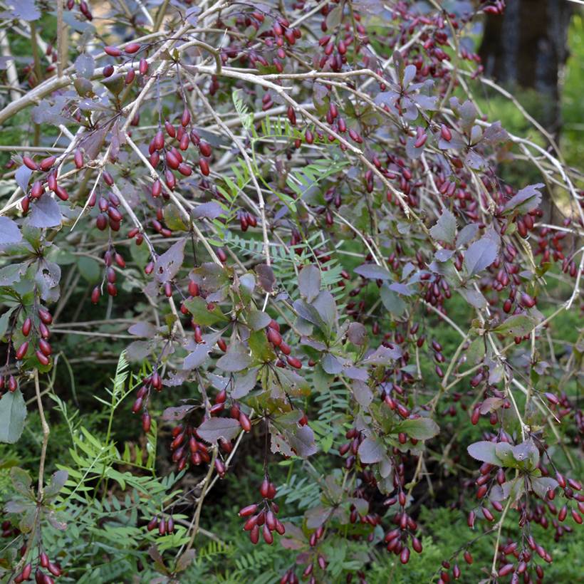 Berberis thunbergii Dart's Red Lady - Épine-vinette Pot de 2L/3L - Image 1