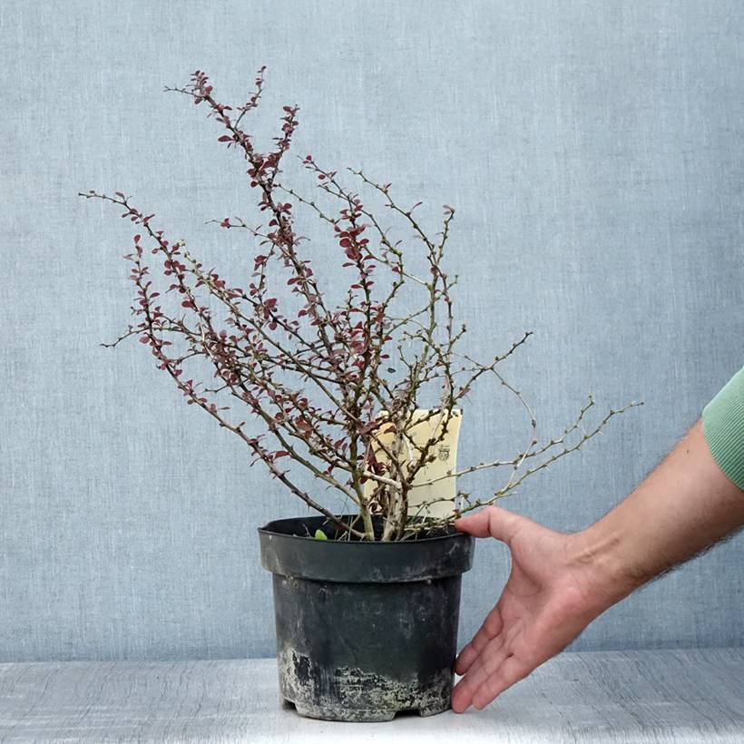 Berberis thunbergii Dart's Red Lady - Épine-vinette Pot de 2L/3L - Image 2