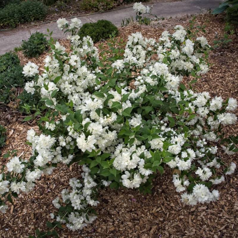 Seringat des jardins Minnesota Snowflake, Philadelphus à fleurs Blanche - feuillage Caduc - Pot de 7,5L - 40/60 cm- hauteur à maturité De 1,00 m à 1, - Image 5