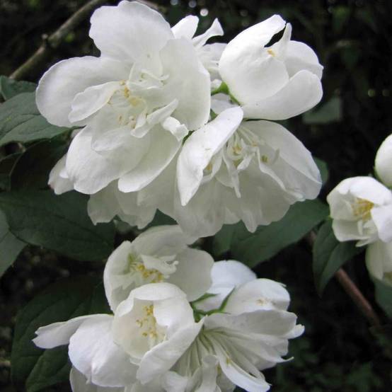 Seringat des jardins Minnesota Snowflake, Philadelphus à fleurs Blanche - feuillage Caduc - Pot de 7,5L - 40/60 cm- hauteur à maturité De 1,00 m à 1, - Image 4