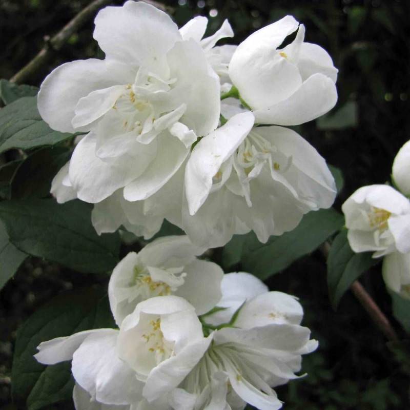 Seringat des jardins Minnesota Snowflake, Philadelphus à fleurs Blanche - feuillage Caduc - Pot de 7,5L - 40/60 cm-  hauteur à maturité De 1,00 m à 1, - Image 4